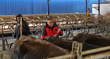 Muğla'da 240 bin hayvan şap aşısı olacak