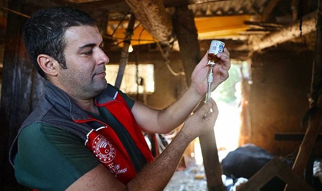 Muğla'da şap hastalığıyla mücadele hız kesmiyor