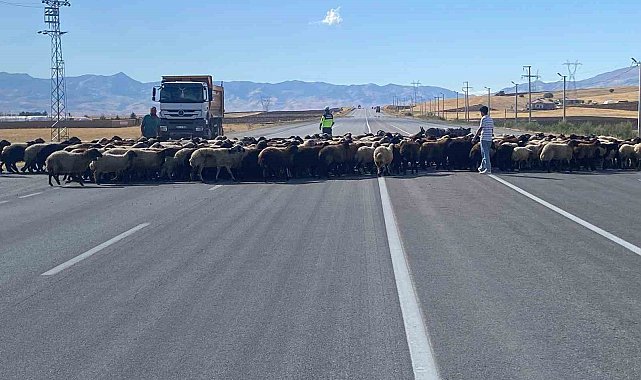Muş'ta 'Güvenli Hayvan Geçişleri Projesi' uygulandı