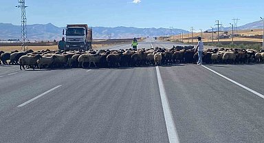 Muş'ta 'Güvenli Hayvan Geçişleri Projesi' uygulandı