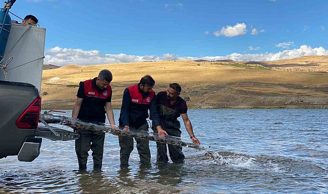 Muş'ta gölet ve barajlara 1 milyon sazan yavrusu bırakıldı