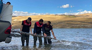 Muş'ta gölet ve barajlara 1 milyon sazan yavrusu bırakıldı