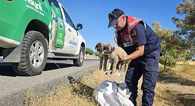 Muş'ta jandarma ekipleri çuval içerisinde yavru köpekler bulundu