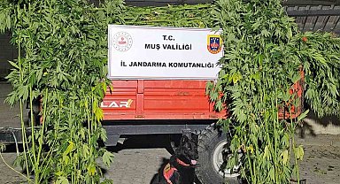 Muş'ta kenevir operasyonu: 2 gözaltı