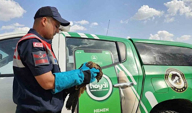 Muş'ta yaralı bulunan kartal koruma altına alındı