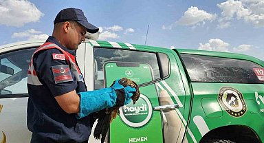 Muş'ta yaralı bulunan kartal koruma altına alındı