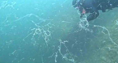 Müsilaj kabusu Marmara'ya geri döndü