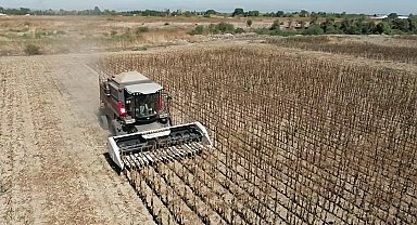Mustafakemalpaşa'da belediye projesinde ayçiçeği hasadı