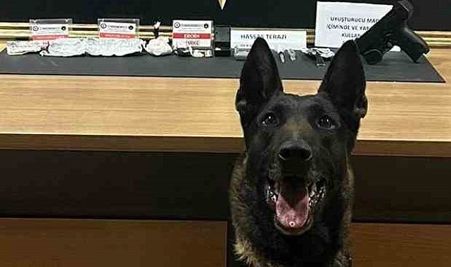 Narkotik köpeği 'Pablo' Bayburt'ta uyuşturucu tacirlerine geçit vermiyor