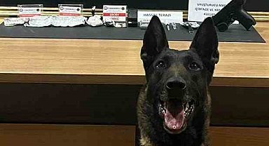 Narkotik köpeği 'Pablo' Bayburt'ta uyuşturucu tacirlerine geçit vermiyor