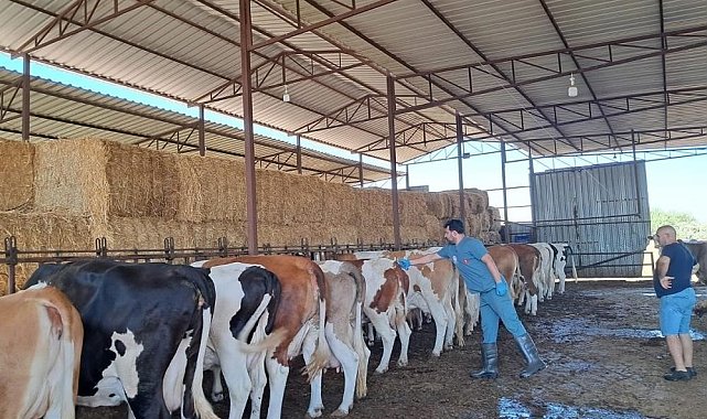 Nazilli'de aşılama çalışmaları sürüyor