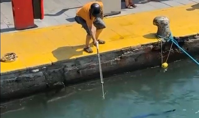 Nesli tehlike altındaki balığı limanda zıpkınla vurdular