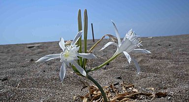Nesli tükenmekte olan kum zambaklarını koparmanın cezası dudak uçuklatıyor