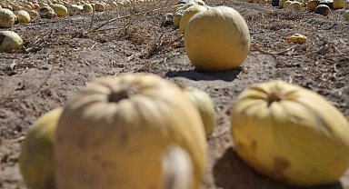 Nevşehir'de kabak çekirdeği hasadı başladı