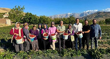 Niğde'de çilek hasadı bereketi