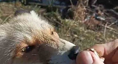 Oflu Süleyman amcanın tilki ile dostluğu