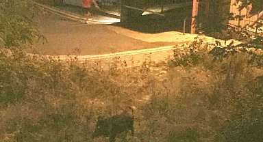 Ordu'da bir çocuk, domuz saldırısından son anda kurtuldu