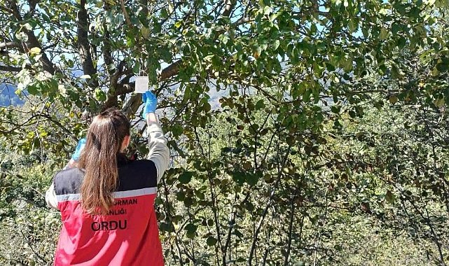 Ordu'da kahverengi kokarca ile mücadele çalışmaları sürüyor