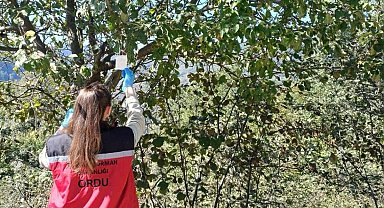 Ordu'da kahverengi kokarca ile mücadele çalışmaları sürüyor
