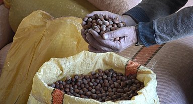 Ordu'da serbest piyasada fındık fiyatları 300 liraya ulaştı