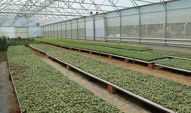 Ordu'da 4,5 milyon fideyle üretim seferberliği
