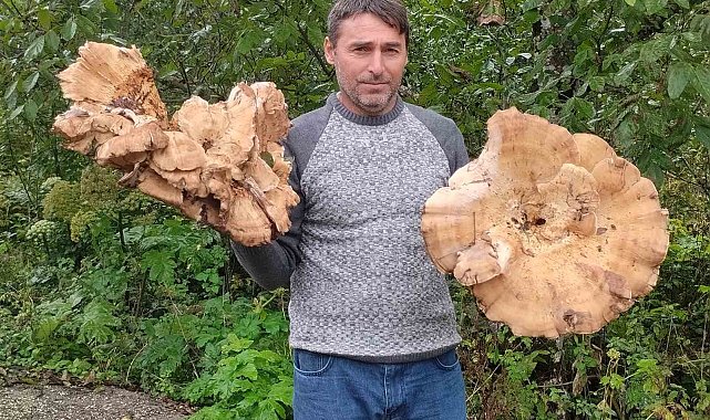 Ormanda 3 kiloluk dev mantarlar buldu
