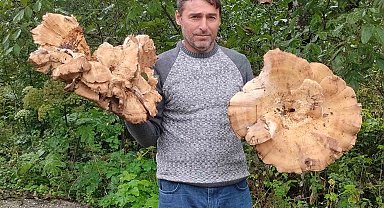 Ormanda 3 kiloluk dev mantarlar buldu