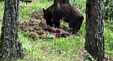 Ormanda avladığı domuzla beslenen ayı kameraya yansıdı