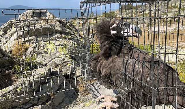 Ormanda hasta bulunan kara akbaba tedavi edildi