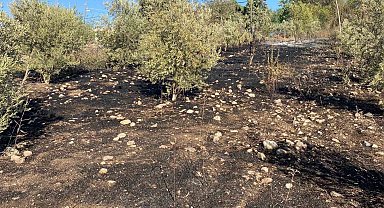 Osmaniye'de zeytinlik alanda çıkan yangın paniğe neden oldu