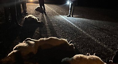 Otomobilin çarptığı 11 hayvan telef oldu