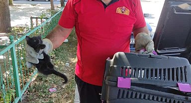 Otomobilin kaputuna sıkışan kedi kurtarıldı