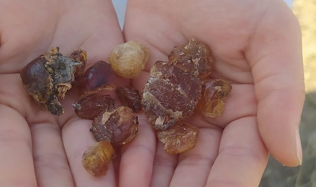 Patnos'ta çam sakızı şifa kaynağı oldu