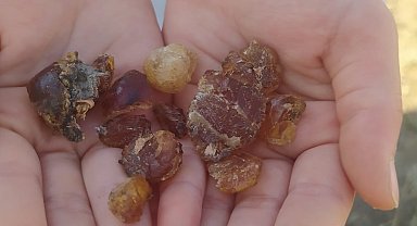 Patnos'ta çam sakızı şifa kaynağı oldu