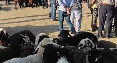 Patnos'ta hayvan pazarı yeniden açıldı