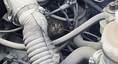 Polis ve itfaiyenin kedi kurtarma operasyonu