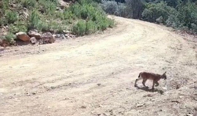 "Ormanın hayaleti" vaşak ve yavruları kamerada