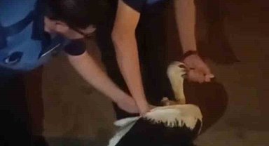 Reyhanlı'da bitkin halde bulunan leylek, zabıta ekiplerince koruma altına alındı