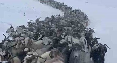 Rize'de kar nedeniyle Avusor Yaylası'nda mahsur kalan 500 küçükbaş hayvan kurtarıldı