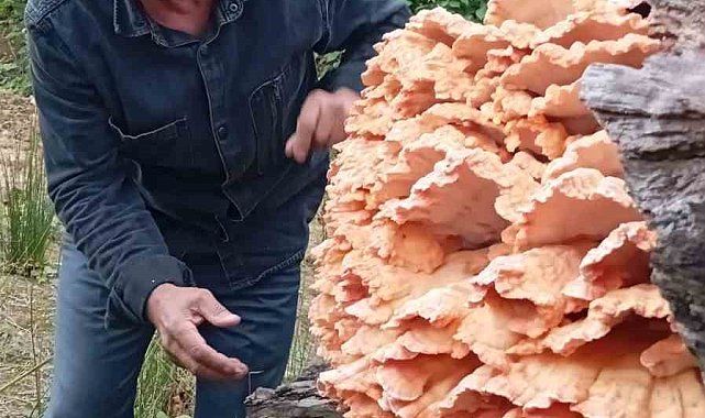 Rize'de ormanda gezintiye çıkan 3 arkadaş ağacın üzerinde kilolarca mantar buldu