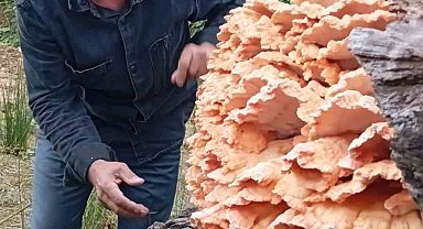 Rize'de ormanda gezintiye çıkan 3 arkadaş ağacın üzerinde kilolarca mantar buldu