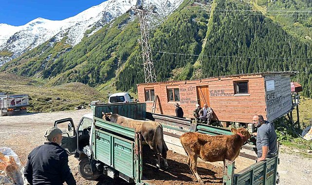 Rize'de yaylalardan dönüş erken başladı