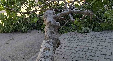 Rüzgara dayanamayan ağaç devrildi