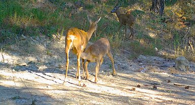 Safranbolu'da boz ayı ve karacalar fotokapana yansıdı