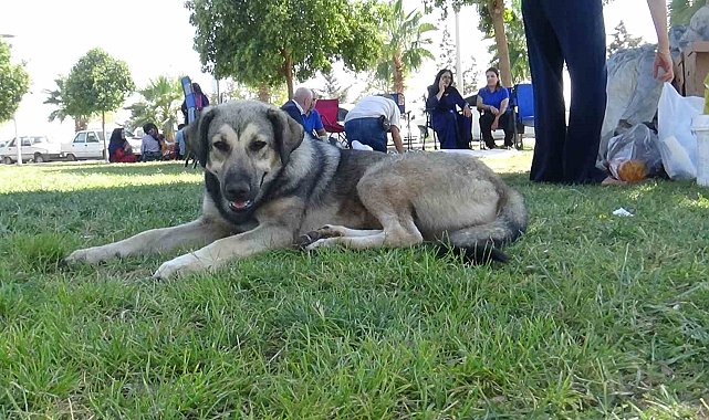 Sahipsiz köpekler Harran Üniversitesini mesken tuttu