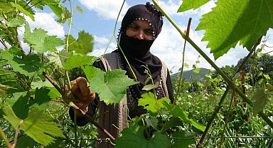 Salamura yaprak dondan etkilenmedi