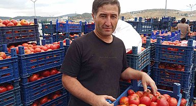 Salçalık domatesler bu sene de yoğun ilgi görüyor