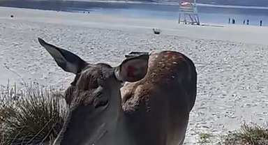 Salda Gölüne inen geyik cep telefonu kamerasına yansıdı