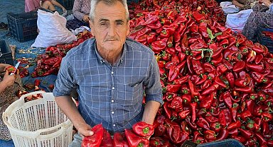 Salihli'de kapya biberde hasat zamanı