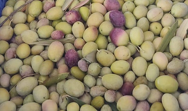 Salihli'de üreticiler zeytin sineğine karşı son kez uyarıldı